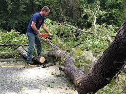 Best Tree Maintenance Programs  in Wood Village, OR