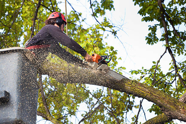 Best Tree Removal  in Wood Village, OR